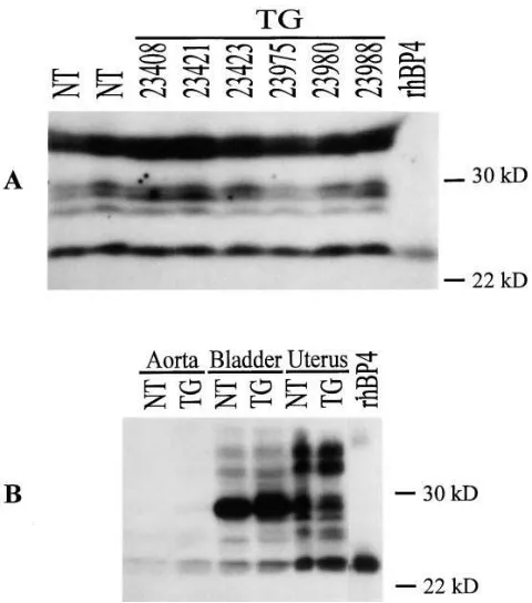 Table III. Relative Content of DNA and RNA(RNA/DNA) in Tissues from SMP8–IGF-I Mice and their Nontransgenic Controls