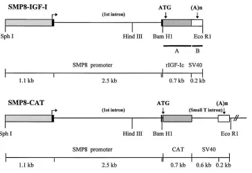Figure 1. Linear map of the SMP8-ing riboprobes were used for in situ hybridization: (to rat IGF-I mRNA cross-hybrid-izes with mouse IGF-I mRNA;((A) signal sequence (specific for IGF-I and SMP8-CAT fusion genes