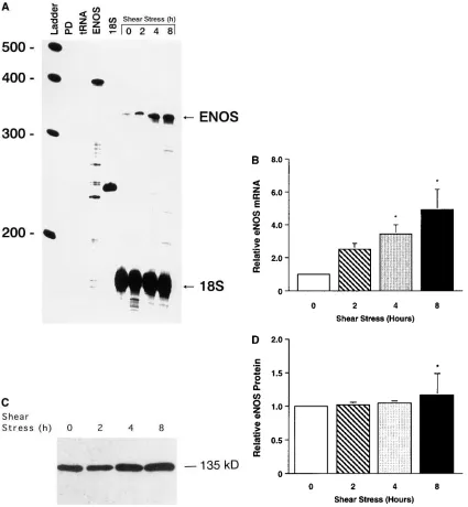 Figure 6. RNase protection assay (four different independent experiments using different primary cultures