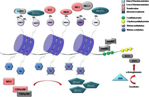 Figure 1: Representative proteins involved in DNA methylation and histone modifications that were identified to be recurrently mutated, translocated or aberrantly recruited in hematological malignancies