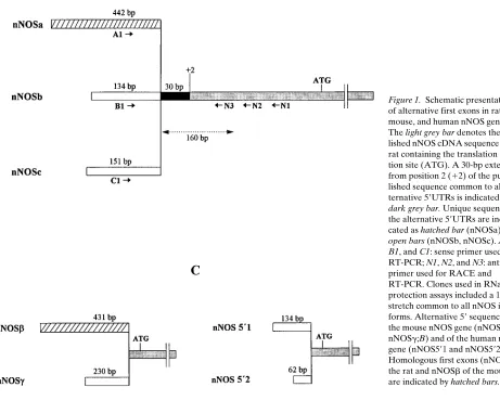 Figure 1. Schematic presentation 