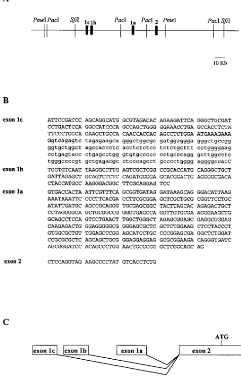 Figure 4. Physical mapping of the rat nNOS gene by pulsed-field gel electrophoresis. (A) Restriction map of YAC 228H7 with infre-quently cutting restriction endonucleases and relative position of probes for exon 1a, 1b, and 1c