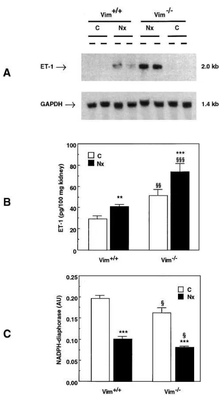 Figure 5. ET-1 mRNA and protein and NADPH-d activity in nonop-tomy. The increase was greater in shows that the ET-1 mRNA, undetectable in the kidneys of both Vimerated control kidneys (C) and in remnant kidneys (Nx) from Vim�/� and Vim�/� mice, 24 h after 