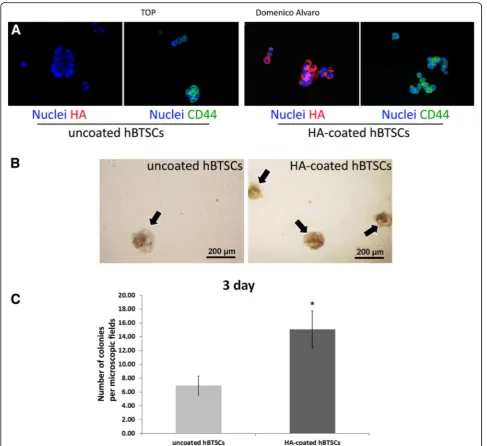 Fig. 1 Successful hyaluronan (dye; nuclei,expressed as mean ± SD oftures of HA-coated and uncoated hBTSCs