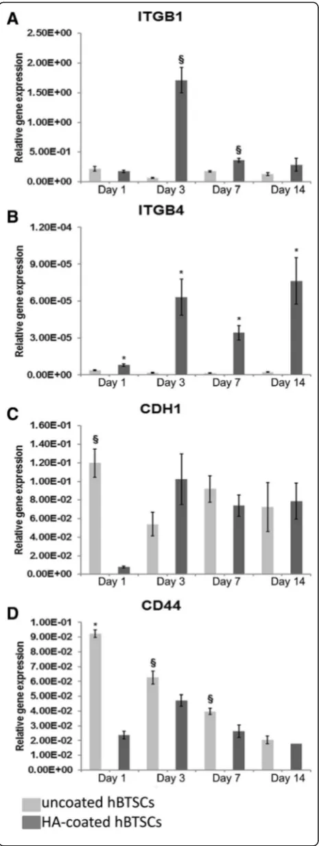 Fig. 4 Expression of adhesion molecule genes in culture ofhyaluronan (HA)-coated and uncoated human biliary tree stem cells(hBTSCs)