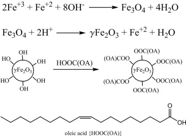 Figure 2.1 Schematic of the fabrication process of oleic acid-coated maghemite  nanoparticles