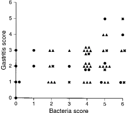 FIG. 3. Phylogenetic tree showing the genetic relationships between the bac-teria isolated in this study and closely related helicobacter species.