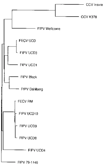 TABLE 1. Percent homologies of several representative FECV and FIPV strains