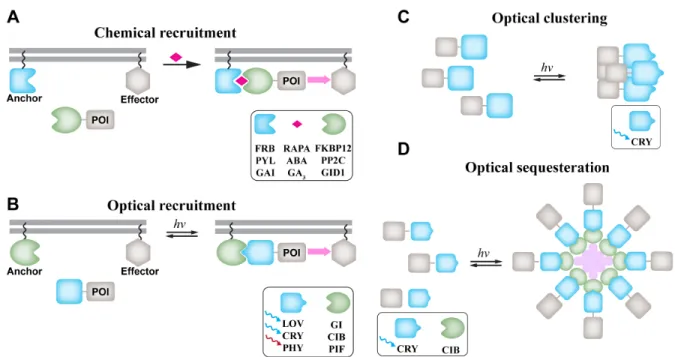 Figure 1.1.   Control of protein localization and protein-protein interaction. 