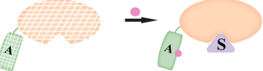 Figure 1.5.   Control of protein stability 