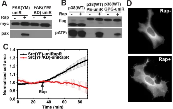 Figure 2.4.   Testing uniRapR in other kinases and effects of Src activation in HeLa cells