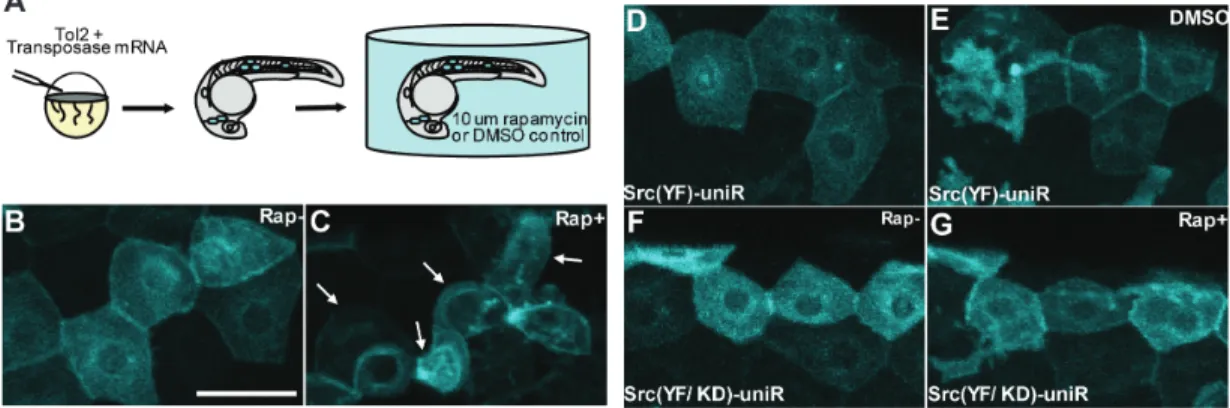 Figure 2.6. Activation of Src induces cell changes in zebrafish epidermal cells. 