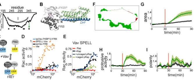 Figure 4.4.   Activation of SPELL-Vav leads to rapid protrusions. 