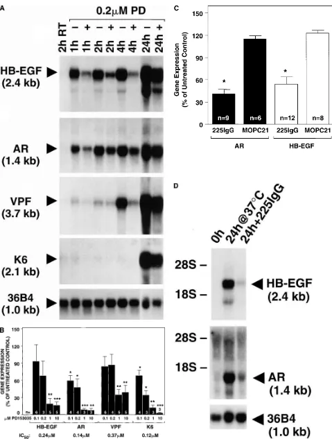 Figure 2.1274Stoll et al. EGFR inhibitors block induction of HB-EGF, AR, VPF, and K6 gene expression in organ culture