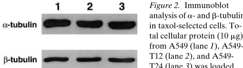 Figure 1. RT-PCR de-