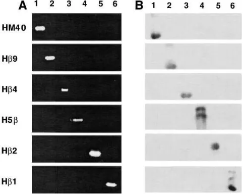 Figure 3. Partial sequence of �-tubulin gene H�1. (A) Schematic representation of the position of the partial sequence of H�1 in relation to exon 1