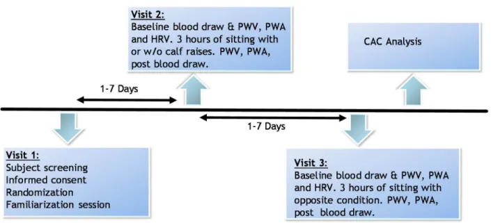 Figure 1. Example of subject visits in randomized crossover design. Subjects were familiarized  and randomized into either CALF or CON on two subsequent visits
