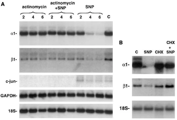 Figure 6. Inhibition of gene transcription 10 or protein synthesis blocks the ability of NO to decrease sGC subunit mRNA lev-els