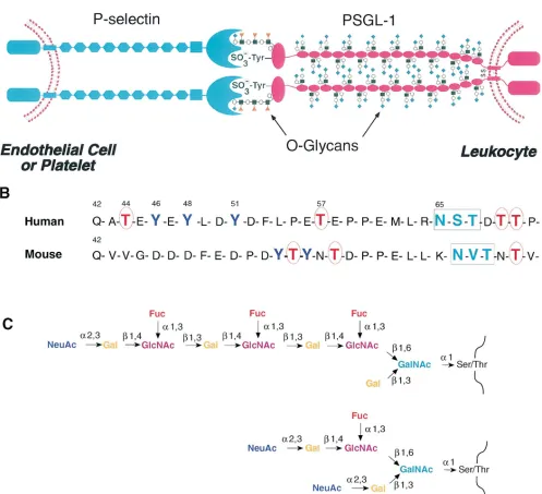 Figure 1. (diamondssulfate residue of PSGL-1. Also shown are the EGF domain and the nine short consensus repeats in the extracellular domain of P-selectin, and the 16 decameric consensus repeats in the extracellular domain of PSGL-1