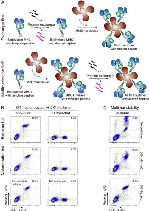 Figure 2. Temperature-exchanged H-2K b    multimers efficiently stain antigen-specific  CD8 +  T cells
