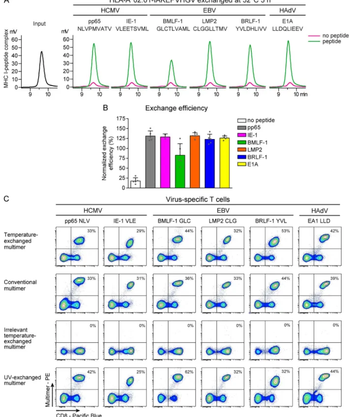 Figure 4. Temperature-exchanged HLA-A*02:01 multimers are suitable for staining virus-specific T cells