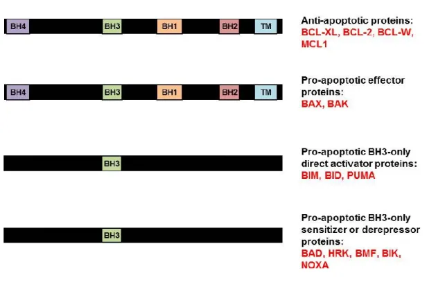 Figure 1-2. Functional organization and general domain structure of BCL-2  family proteins