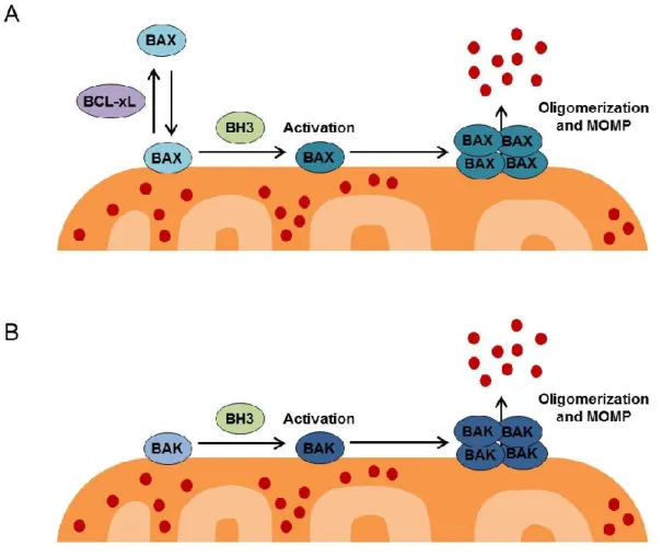 Figure  1-3.  Regulation  of  mitochondrial  outer  membrane  permeabilization 