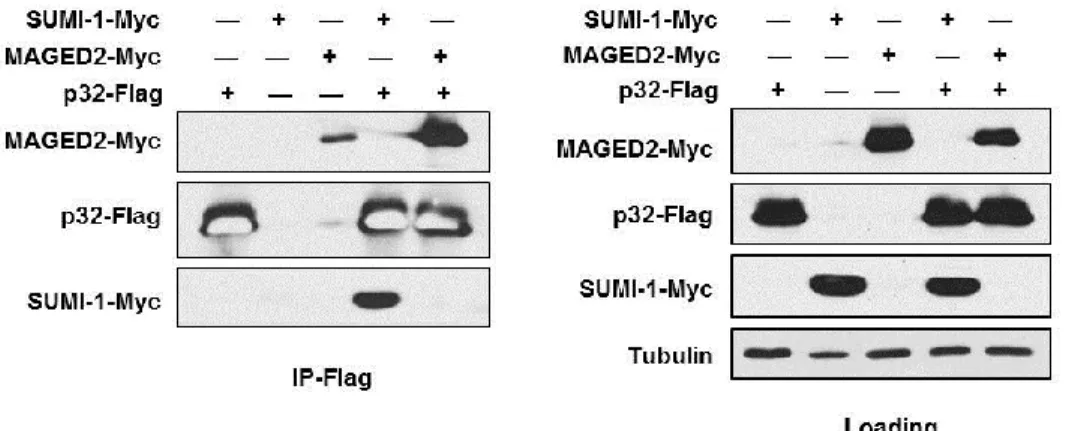 Figure 2-4. Confirmation of p32-MAGE-D2 and p32-SUMI-1 binding.  