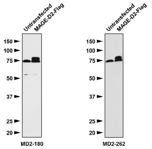Figure 3-3. MAGE-D2 antibody effectiveness and specificity. 