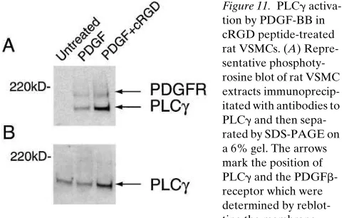 Figure 10. PDGF BB-