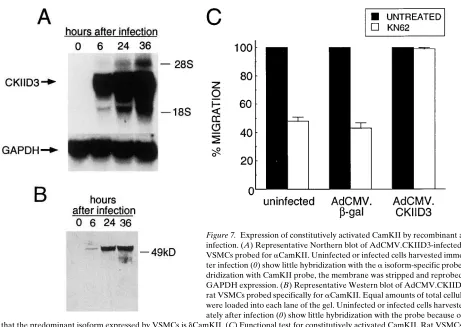 Figure 6. Exogenous bFGF prevents the inhibition of PDGF-directed migration by cRGD peptide