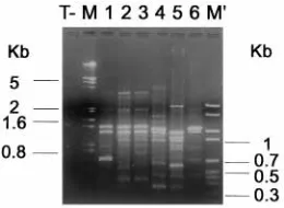 FIG. 3. RAPD ﬁngerprinting of ESBL-producing K. pneumoniaecipal RAPD ﬁngerprints, a, b, c, and d (lanes 1 to 3, 4, 5, and 6, respectively) wereproduced with primer HLWL74