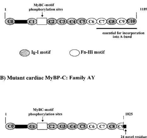 Figure 8. Normal and mutant cardiac MyBP-C polypeptides. (the cardiac isoform-specific phosphorylation site (normal cardiac MyBP-C is composed of eight immunoglobulin-I mo-tifs, (A) The Ig-I motif), three fibronectin type III (fn-III motif) repeats, and My