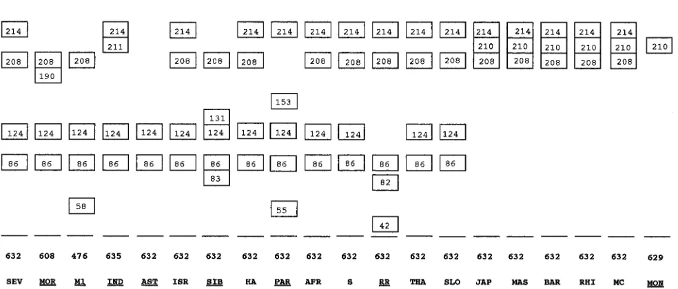FIG. 3. Schematic representation of the proﬁles obtained after enzymatic digestion with RsaI of PCR-ampliﬁed DNA derived from the ompA genes of 20 strainsof the SFG rickettsiae
