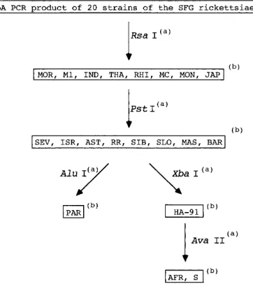 FIG. 5. Proposed algorithm for the identiﬁcation of the SFG rickettsiae byPCR-RFLP analysis of a fragment of the gene encoding the rOmpA protein
