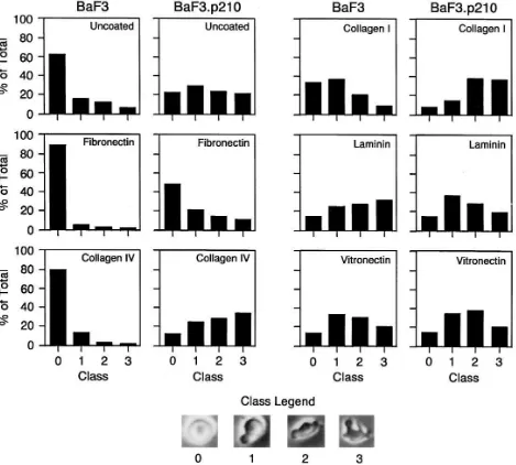 Figure 8. Quantitation of cell motility and cell morphology of BCR/ABL expressing BaF3 cells on various extracellular matrix protein surfaces