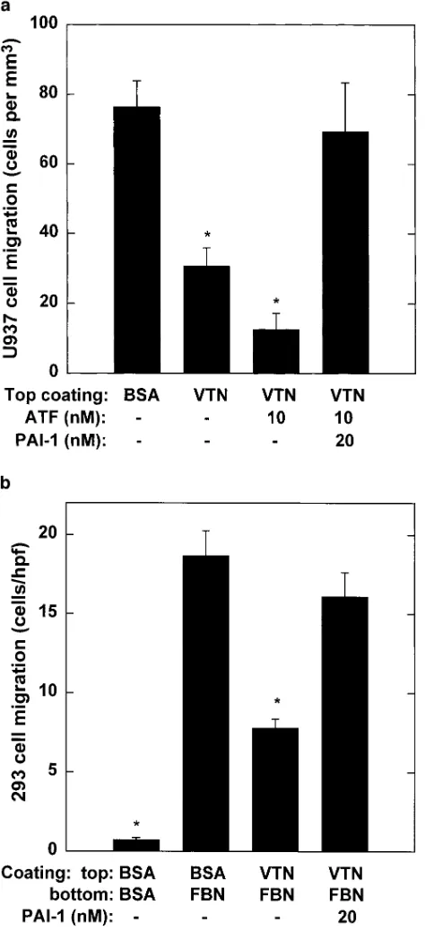 Figure 3. Migration of uPAR-expressing U937 (10 Polycarbonate filters precoated with 10 10were blocked with PBS/BSA and loaded in a chemotaxis chamber