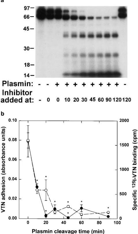 Figure 4. Effect of plasmin cleavage on U937 cell binding of and ad-tin. Cellular adherence to adsorbed unlabeled vitronectin treated with plasmin as described above was determined in the presence of 10 nM pro-uPA and is expressed in absorbance units