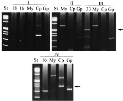 FIG. 2. Loss of consensus PCR products. Tot, all the samples in group Inegand group II that lost one of the consensus PCR products; My/Cp, samples