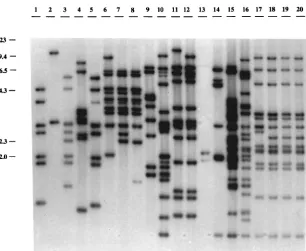 TABLE 1. Yersinia strains used in this study