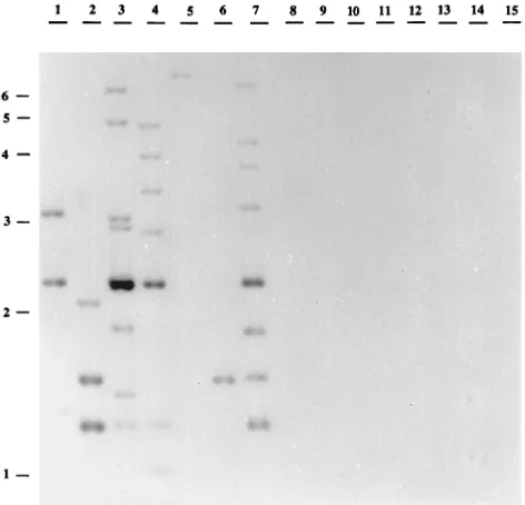 FIG. 4. IS200gested DNA with an internal fragment of the IS[32P]dCTP. Lanes 1 to 8, biotype 1B strains; lanes 9 to 15, biotype non-1B strains.-like proﬁles of Y