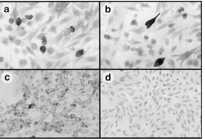 Figure 2. SEB and SEA are secreted by stably trans-fected cells. Stably transfected CHO cells were used to detect secretion of biologically active SAg pro-teins