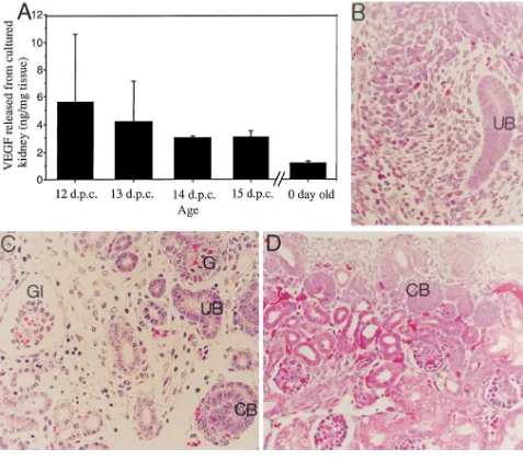 Figure 1. Secretion of VEGF from developing kidneys. (and eosin staining (80A) VEGF release per milligram of kidney tissue in organ culture