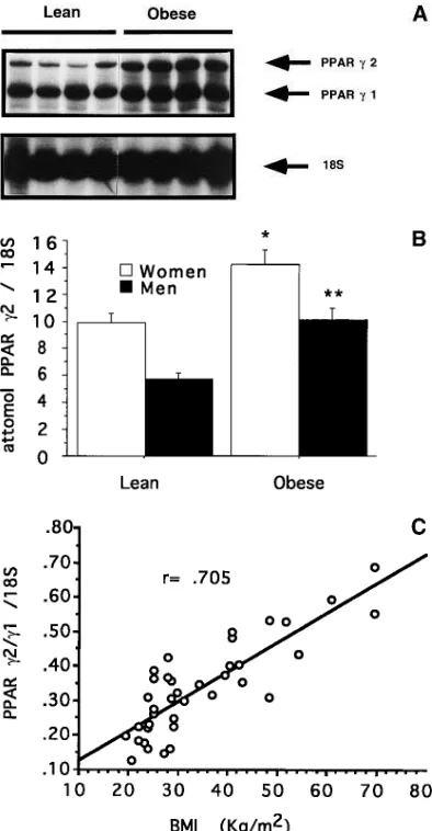 Figure 3. Effect of obesity on adipose tissue PPAR � mRNA expres-sion. (A) Obesity is associated with increased PPAR �2 mRNA ex-pression in adipose tissue