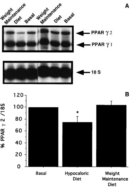 Figure 4. Effect of weight loss on PPAR � expression. (A) This auto-radiogram shows results of RNase protection assay using total RNA (15 �g) extracted from subcutaneous adipose tissue obtained from two obese women in the basal state, after a 10% reduction
