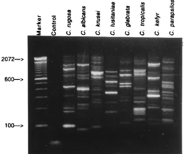 FIG. 5. Rep-PCR ﬁngerprints of C. rugosaPrimers Ca-21 and Ca-22 were utilized in PCRs