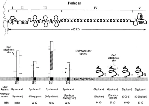 Figure 1. Major HSPG core protein families. Displayed are the human members of the membrane spanning syndecans, the GPI anchored glypi-(potential dibasic cleavage site (and includes a region for HS attachment (cans, and the matrix localized perlecan (467 k