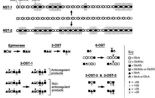 Figure 2. Biochemical specificities of heparan biosynthetic enzymes. Specificities are based on biochemical activities of cell extracts (epimerase, 2-OST, 6-OST) (for review see reference 25) or from expression of cloned cDNAs of NST (87, 88) and 3-OST iso