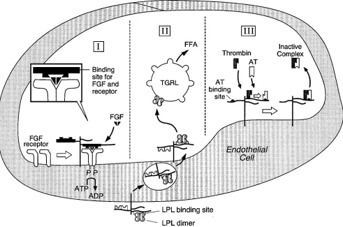 Figure 3. Distinct HS structures allow HSPGs to regulate multiple events within a single cardiovascular cell type
