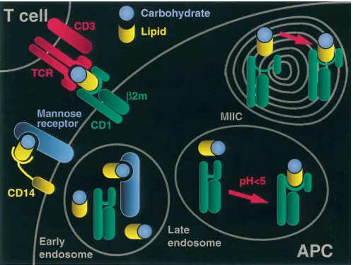 Figure 1. The CD1 antigen presentation pathway. Lipoglycan antigens bind to antigen-presenting cells via pattern recognition molecules such as CD14 and the mannose receptor